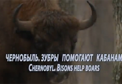 .   . Chernobyl. Bisons helps boars